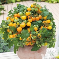 Yellow dwarf cherry tomato seeds 30 seeds