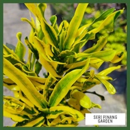 POKOK PUDING CODIAEUM VARIEGATUM CROTON KUNING HIJAU