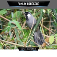Burung Poksay Hongkong Pipi Putih