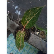 AGLAONEMA LIVE PLANTS