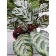 Calathea Makoyana/peacock plant.live plant孔雀芋叶