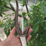 Ready || Pipa Once Serotong Gading Tanduk Kijang Kencana Wungu