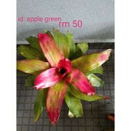 Pokok bromeliad hiasan, pokok nenas hiasan, bromeliad decorative plant