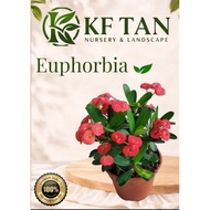 KF TAN - {LIVE PLANT} Euphorbia – Unique & Hardy Succulent Plant | EASY PLANT |