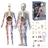 Human Body Skeleton Model Kits，Clear Human Body Structure Model，36 Piece 3D Anatomy Figure Kit, DIY 