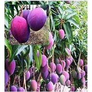 Pokok Mangga Irwin Purple Hibrid