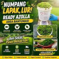 Azolla Broodstock Seeds 5 kg Ready to Cultivation Resistant to Ship Up to 8 Days Duck Fish Chicken G