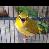 burung pleci dakun garut bahan istimewa