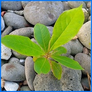 ▘ ➠ ∳ African Talisay seedling(1 pc.)