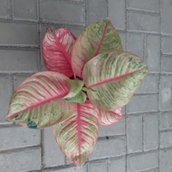 Ready Tanaman Koleksi Aglaonema Dewi Hughes Aglonema Dewi Hughes Jumbo