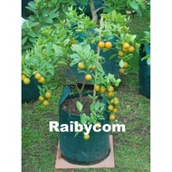 Planter Bag 35 Liter Easy Grow Planterbag Large Fruit Tree 35L
