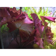 Lotus Nymphaea Red Tiger (Big Size)