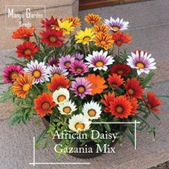 🌞African Daisy Gazania Seeds | 100 Seeds | Bright Colors | Sun Loving | Balcony Container