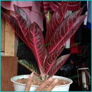 Terjangkau Tanaman Hias Aglonema Red Sumatra Indukan +Pot Tawon