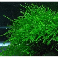 Java moss - lower price guarantee