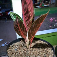 aglonema red sumatra