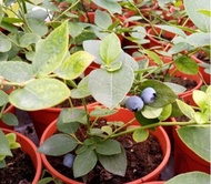 【GW】Anak Pokok Buah Blueberi Live Blueberry Potted Plants Live Pot Plants Blue Berry Pokok Beri Biru