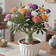 Double Petaled Desert Rose Seeds Double Petaled Desert Rose Seeds, Plant Indoor Air Purification Off