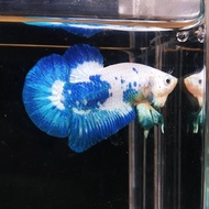 Ikan Cupang Hias Jantan/Male Plakat Blue Rim