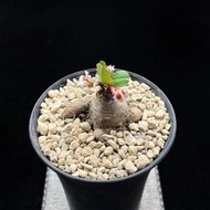 SG2154-精品櫻花大戟/稀有大戟🔥多肉植物小盆栽禮物🔥