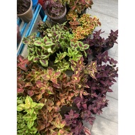 COLEUS PLANT/POKOK ATI ATI FOR HOME DECOR