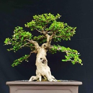 Bonsai Pohon Hokianti Carmona Retusa KITB108 Hokiantea Import
