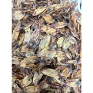 Medium Squid (2 Inches-2.5 Inches) Slightly Salty