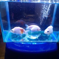 ikan mas koki ranchu sakura sapi LZ