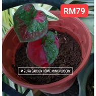 🍇CALADIUM CAT TUMPAH🍇 rare id, caladium thai, usa, holand, kampung. keladi hiasan viral (ZURA GARDEN)