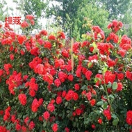 Rose Seed Climbing Vine Chinese Rose Rose Everblooming Climbing Wall Climbing Garden Indoor Flower Potted Plant