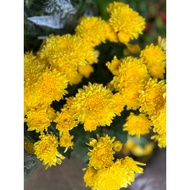 Kekwa Flower - chrysanthemum  - Pokok Hidup ( Warna Random )