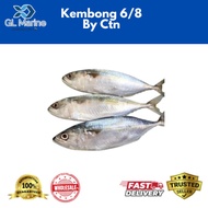 【Wholesale】Ikan Kembong 6/8 10kg (By Ctn)