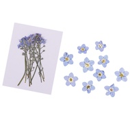 LazaraStores 20x Pressed/Dried Flowers Forget me not Scrapbooking Art Craft DIY Materials