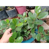 ﺴ⊕▨ficus nana money plant cuttings