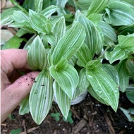 tradescantia var 花葉吊竹梅 wandering Jew pokok hidup hiasan rumah gantung live hanging indoor kebun bung