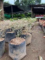 African Talisay Plant with FREE black plastic pot and garden soil.