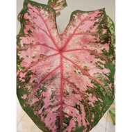 Pokok Keladi Viral / Pokok Keladi Rare / Pink Caladium / Holland Caladium/ Pokok Hidup