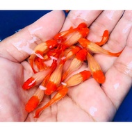Super Red Head Albino Koi Guppy One Pair of quality food