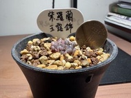 種植/植物 多肉、十二卷 玉露錦