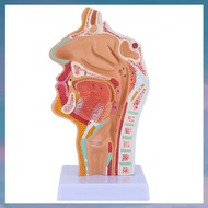 (VRWJ) Nasal Cavity Throat Anatomy Model Human Anatomical Pharynx Larynx Model for Students Study Di