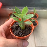 Adenium obesum seedlings | Baby Adenium | Dessertrose plant | Selling Bare root only, soil and pot not included