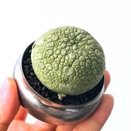 凝蹄玉｜Pseudolithos migiurtinus ｜———｜塊根植物｜象牙宮｜龜甲龍｜曲刺妖炎｜橄欖｜象足漆樹｜多肉植物｜龍舌蘭｜嚴龍｜