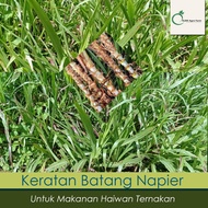 KERATAN BATANG RUMPUT NAPIER PANDAN DWARF NAPIER(10 PCS PER PACK)