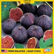 Anak Pokok Buah Tin BlackJack Buah Sedap