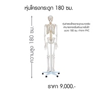 หุ่นโครงกระดูก 180 ซม ผลิตจากPVC Anatomy:หุ่นจำลอง (สินค้าพร้อมส่ง)