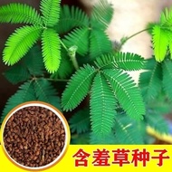 Mimosa Seeds Mimosa Seeds Mimosa Seeds Four Seasons Flowers Flowers Balcony Courtyard Potted Flowers