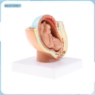 [mojotorw7] Lifesize 9th Month Pelvis Section Fetus Models Human Fetal Development Model
