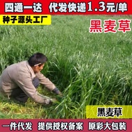 Ryegrass Seed Seed Seed Years Raw Grass Seed Animal Grass Seed Grass Seed Chicken Duck Beef Sheep Fi