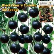 ปลูกง่ายปลูกได้ทั่วไทย เมล็ดสด100% เมล็ดพันธุ์ มะเขือเทศ เชอรี่สีดำ Black Cherry Tomato Seeds for Pl