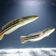 Ikan Toman Channa Micropeltes Ikan Hias Ikan Predator Ziniatoko